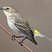Yellow-rumped Warbler